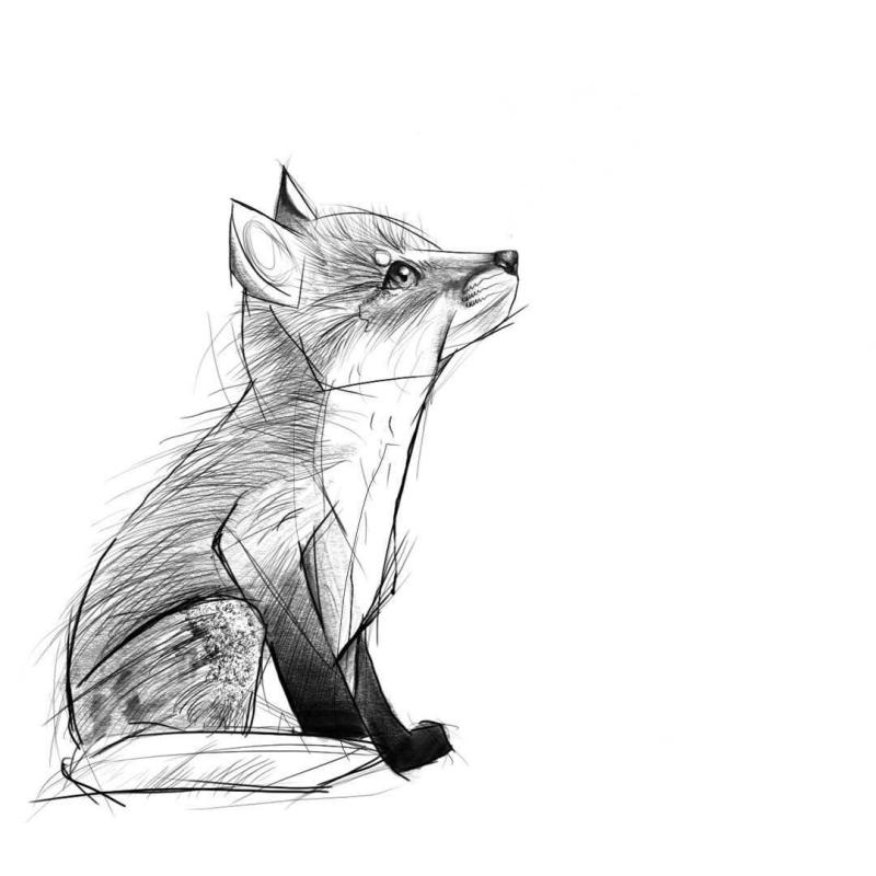 Лисенок эскиз