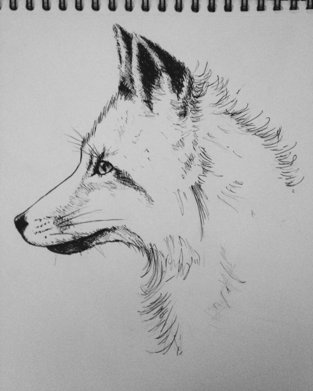 Зарисовки лисы карандашом