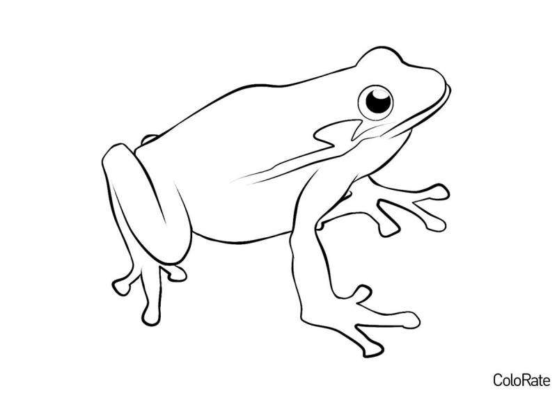 Лягушка карандашом