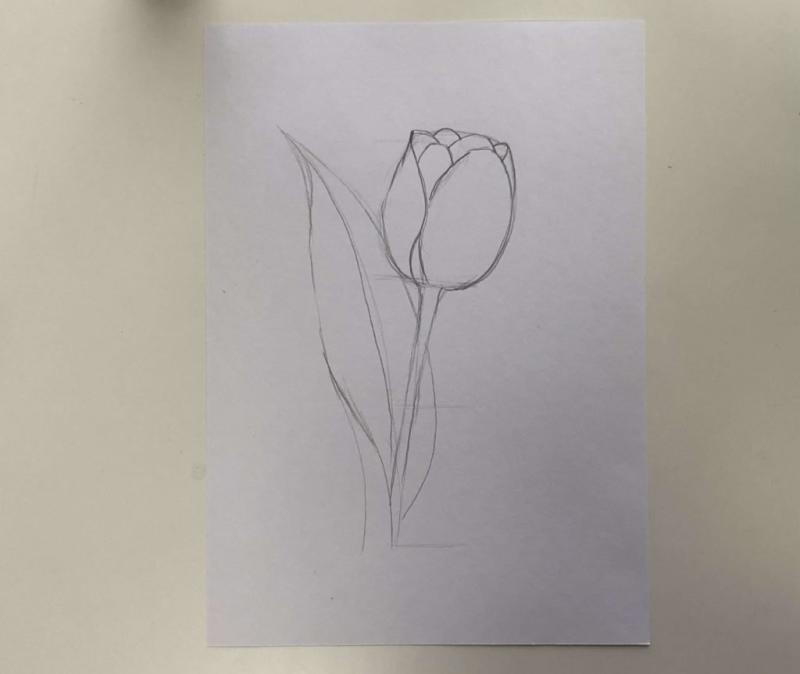 Тюльпан раскраска