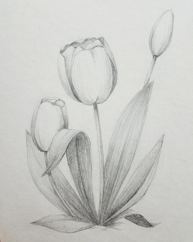 Маленький тюльпан рисунок73