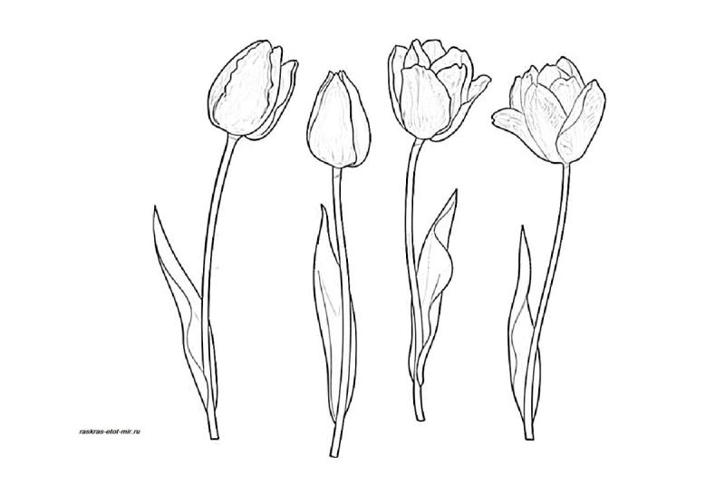 Тюльпан рисунок карандашом