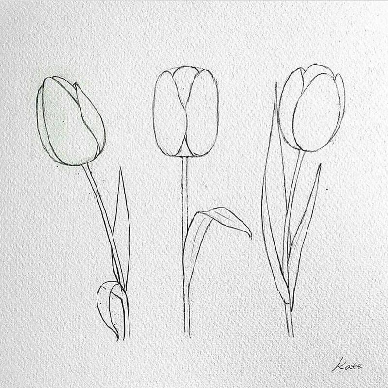 Нарисовать тюльпан