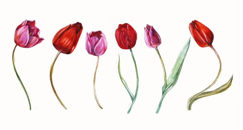 Тюльпаны рисунок