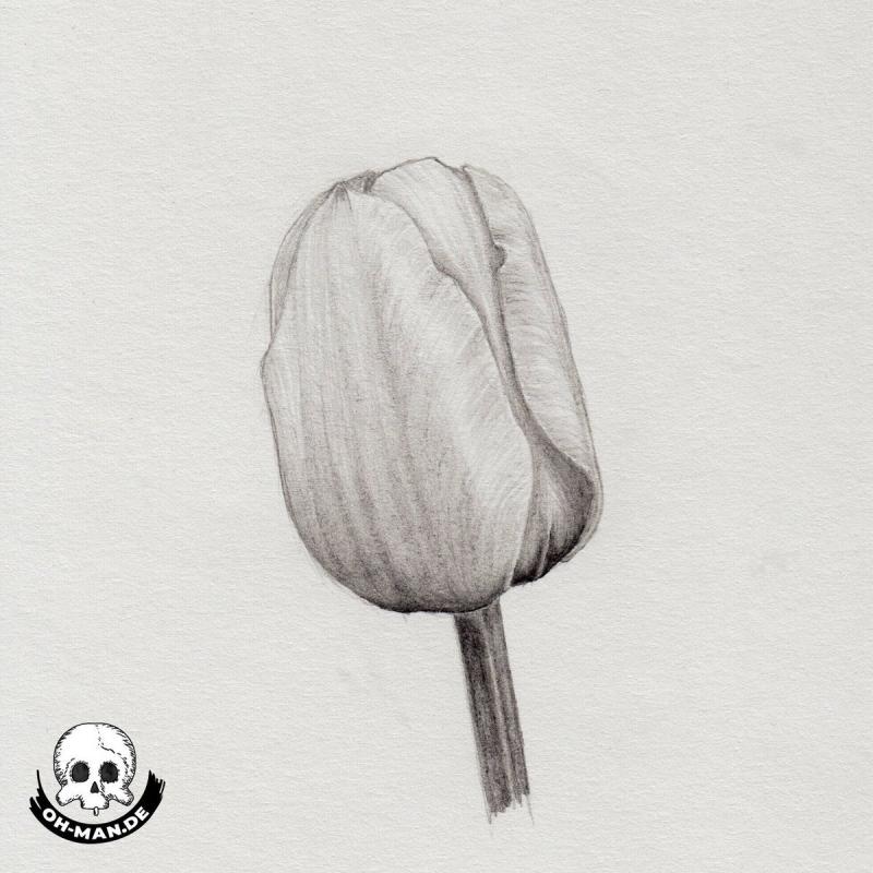 Стилизация тюльпана