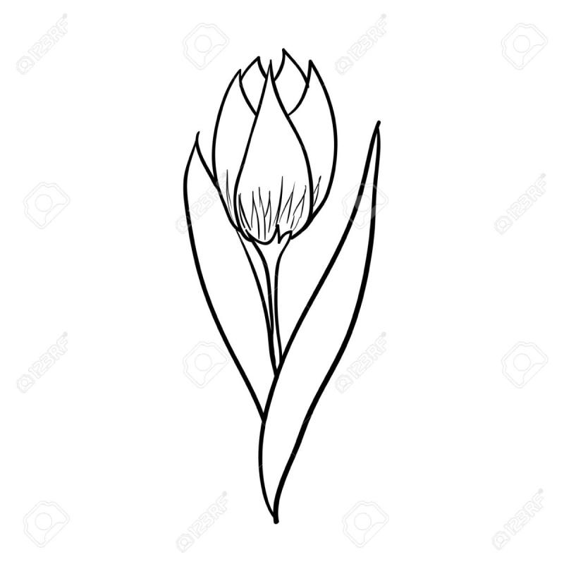 Бутон контур