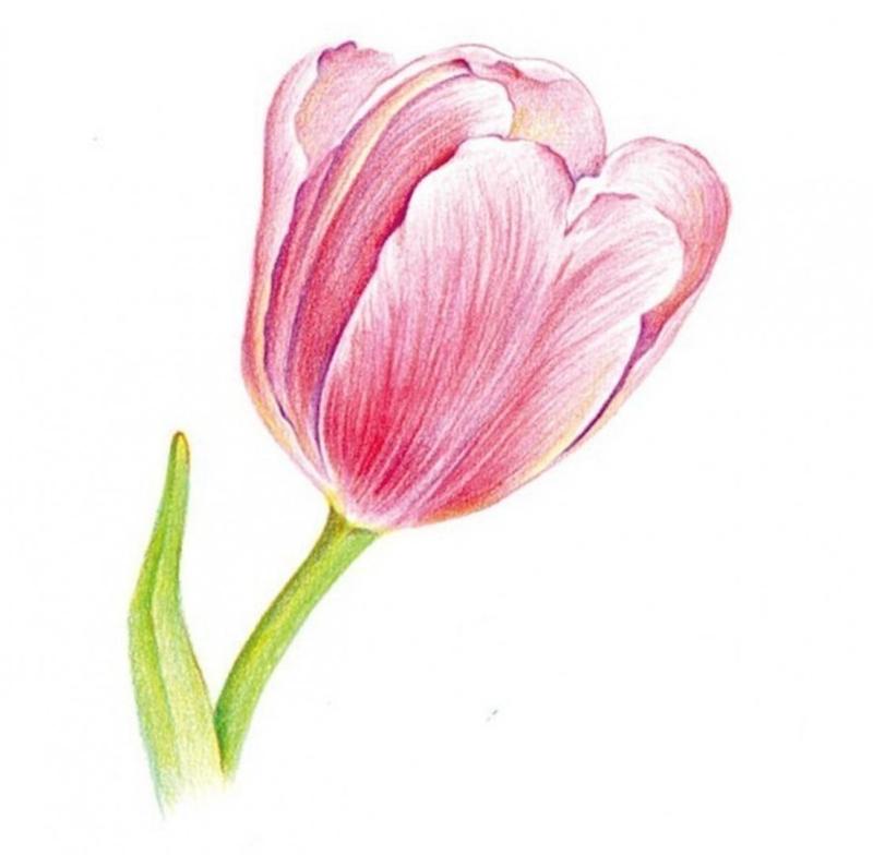 Тюльпан Графика рисунок