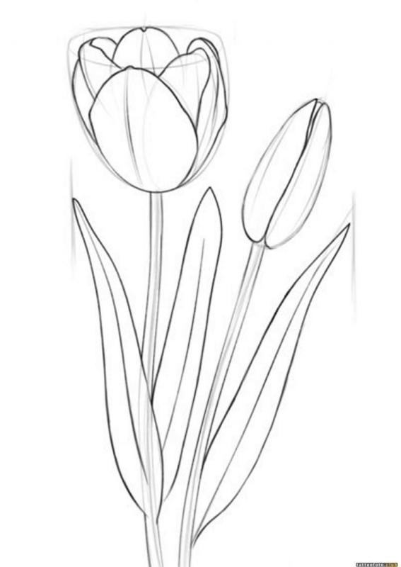 Тюльпаны рисунок