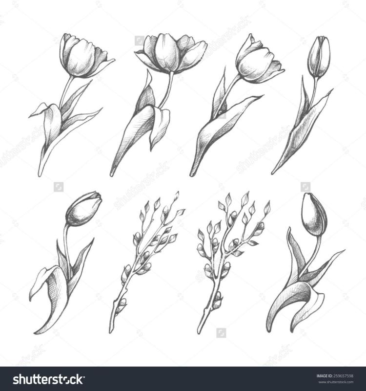 Тюльпан мульт