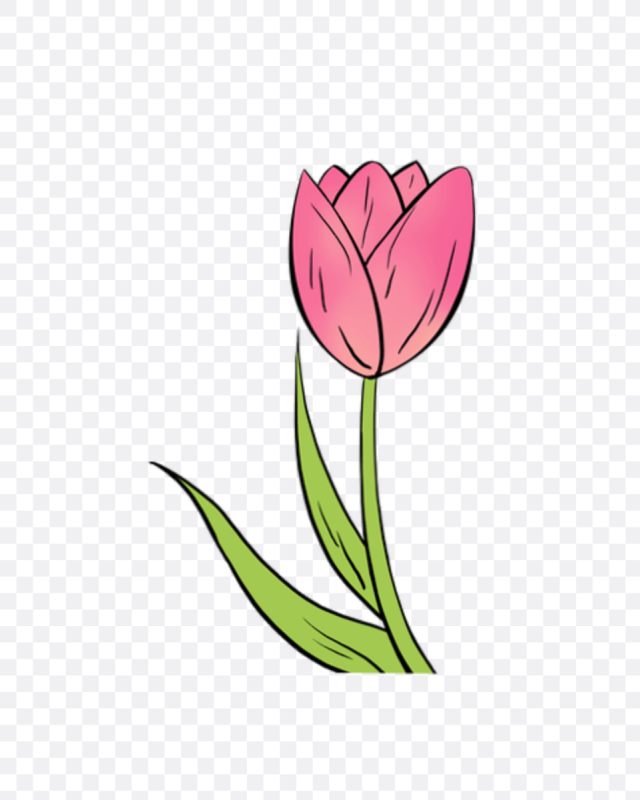 Тюльпаны карандашом