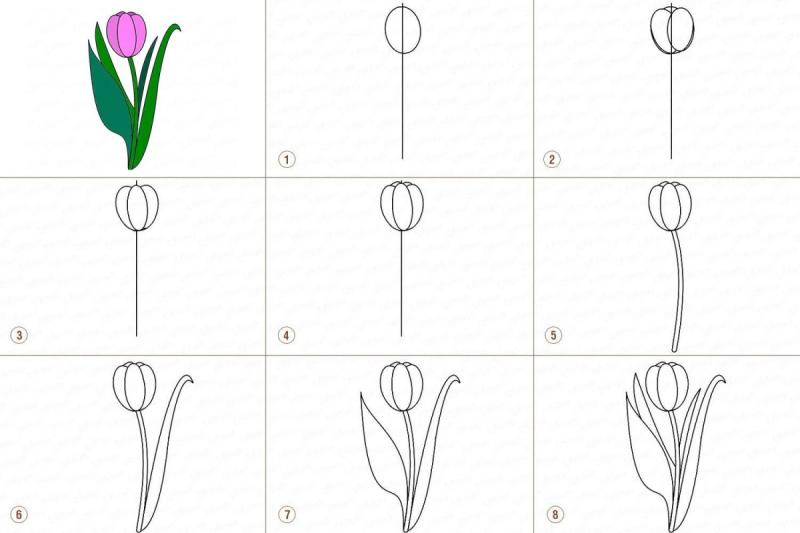 Как нарисовать тюльпан карандашом поэтапно для начинающих