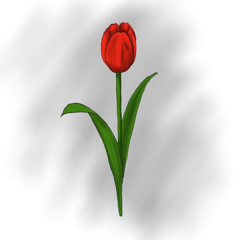 Тюльпан эскиз