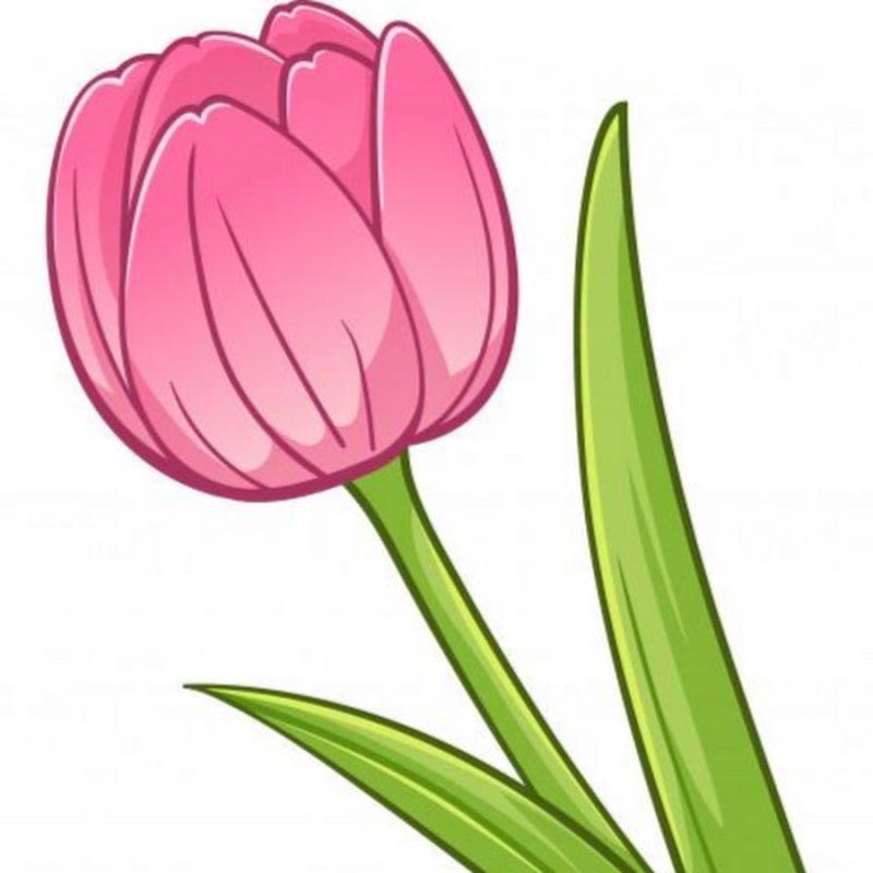 Тюльпаны рисунок