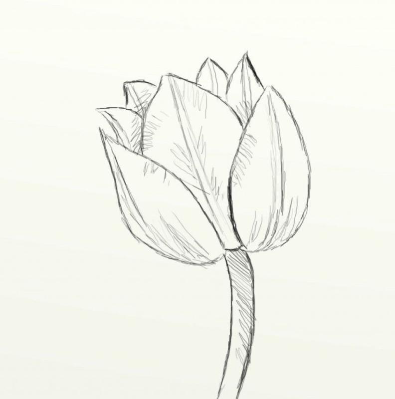 Тюльпан трафарет для броши
