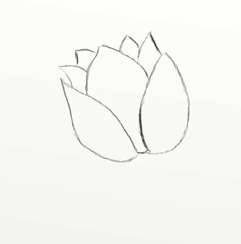 Тюльпан карандашом поэтапно для начинающих