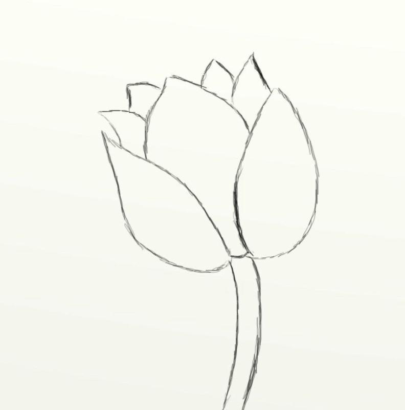Контур тюльпанов карандашом