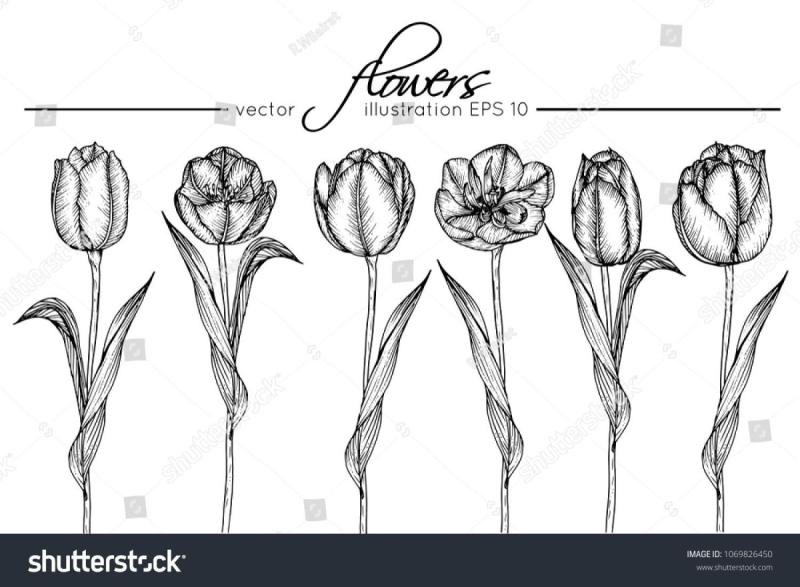 Тюльпаны рисунок