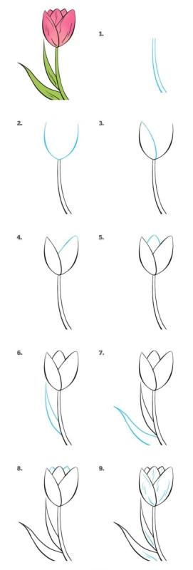 Тюльпан вид сбоку
