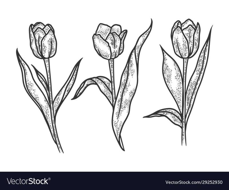 Тюльпан эскиз