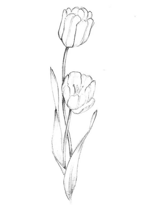 Тюльпан раскраска для детей