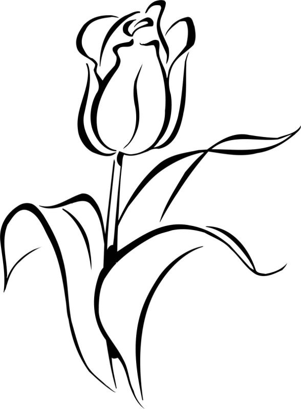Тюльпан вид сверху рисунок