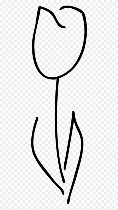 Бутон тюльпана рисунок карандашом