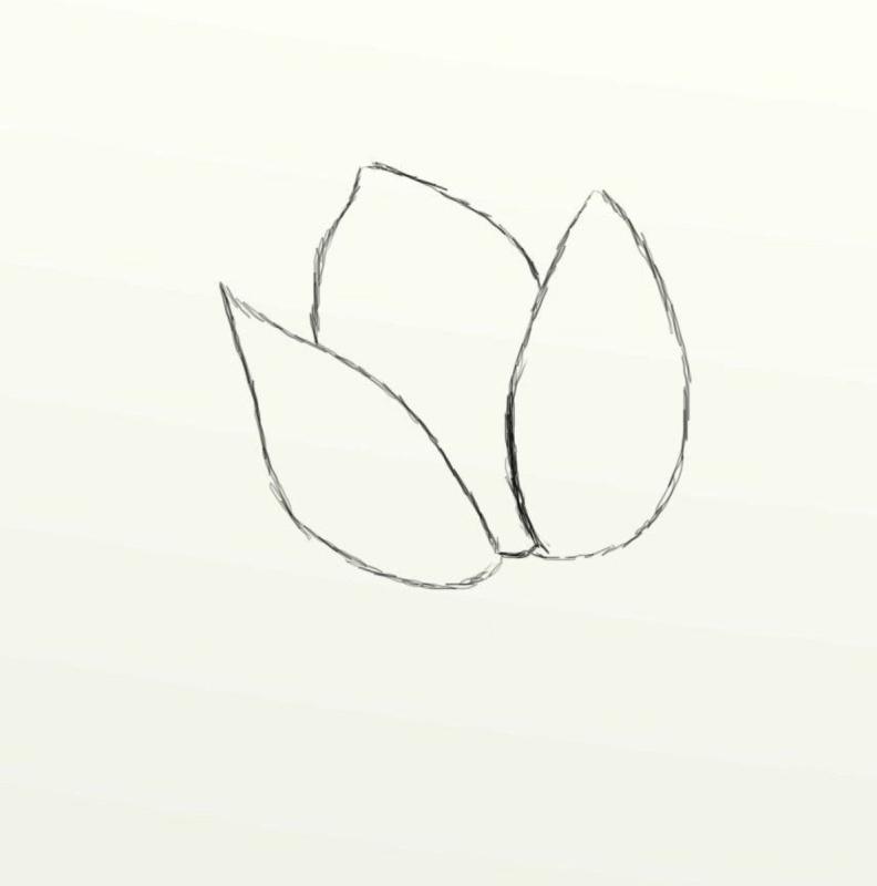 Тюльпан Графика стилизованный