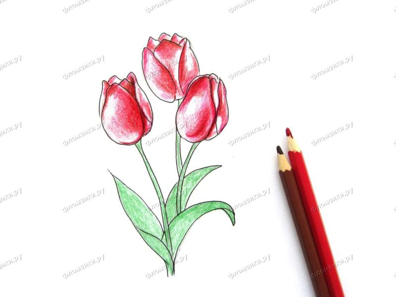 Тюльпан листья карандаш