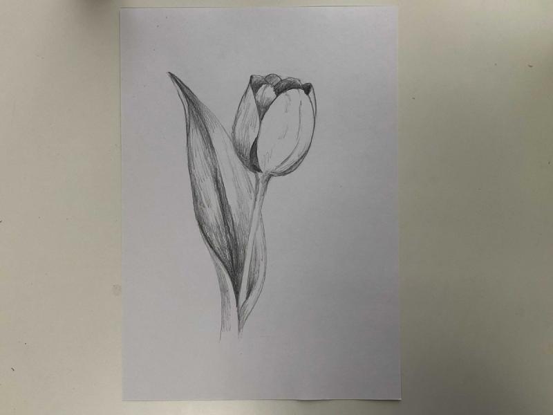 Цветы для срисовки для начинающих