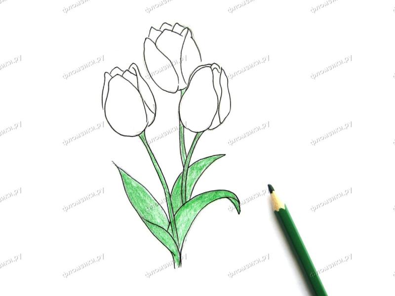 Тюльпан рисунок карандашом