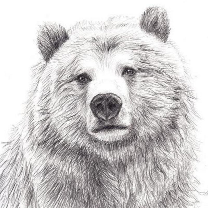 Рисунки для срисовки лёгкие медведь