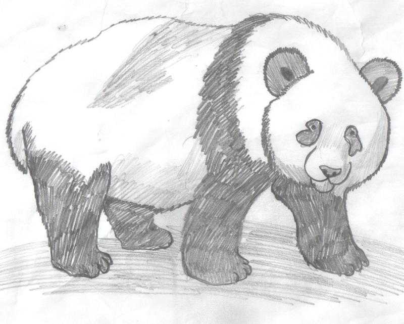 Полярный медведь референс