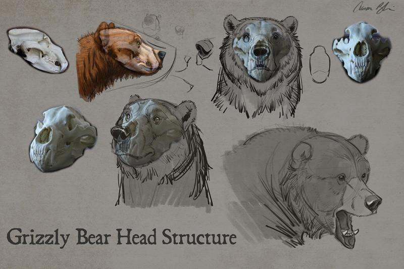 Анатомия медведя
