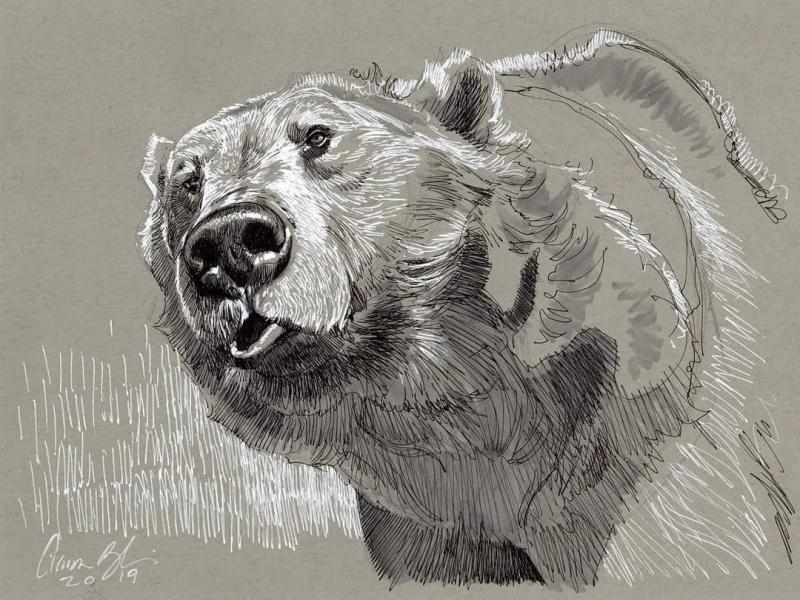 Aaron Blaise медведь