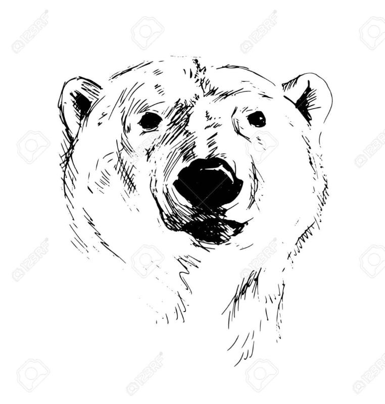 Медведь скетч вектор