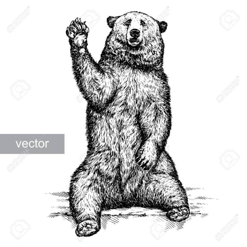 Медведь на задних лапах вектор