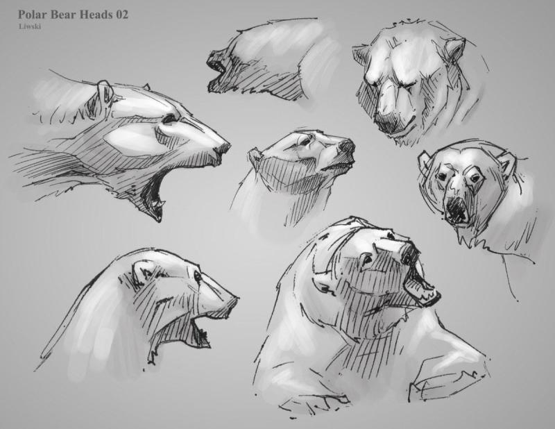 Анатомия медведя референс