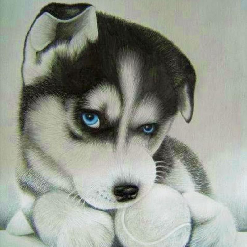 Хаски рисунок