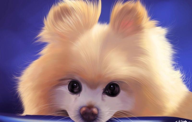 Няшные собаки