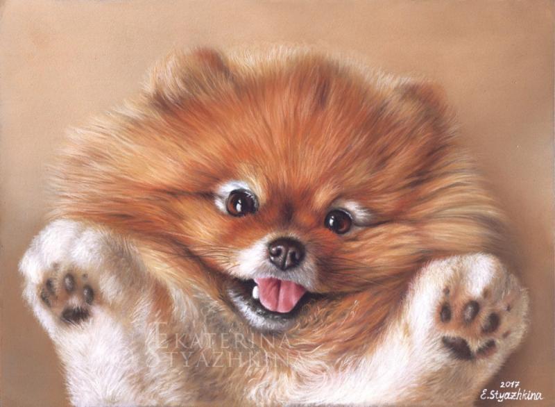Шпиц пастелью