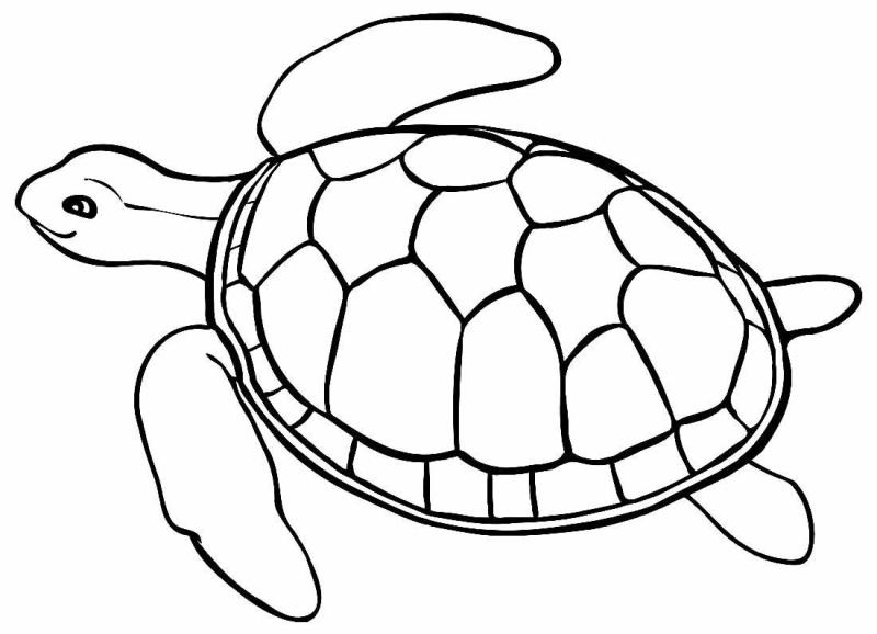 Watercolour Turtle PNG