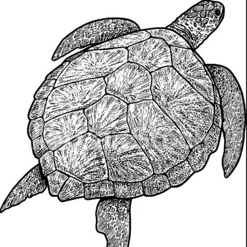 Черепашки морские маленькие раскраска