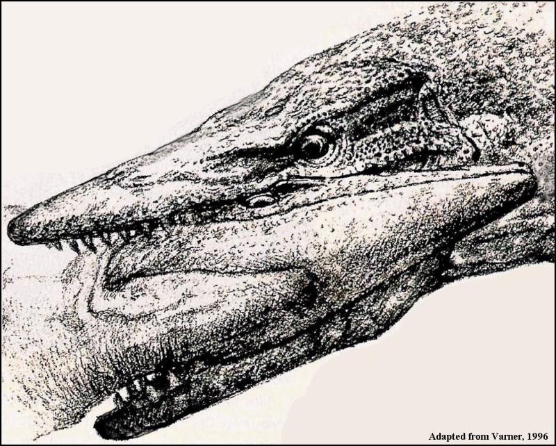 Раскраски динозавры Мозазавр