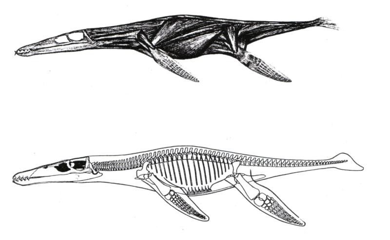 Динозавр Лиоплевродон скелет