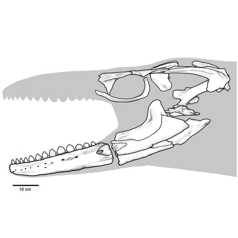 Челюсть МОЗАЗАВРА
