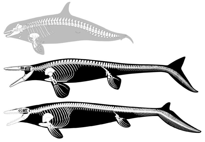 Лиоплевродон скелет