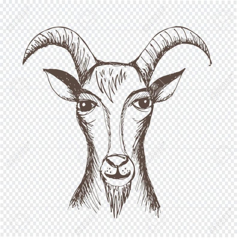 Нарисованная коза ручкой на белом фоне