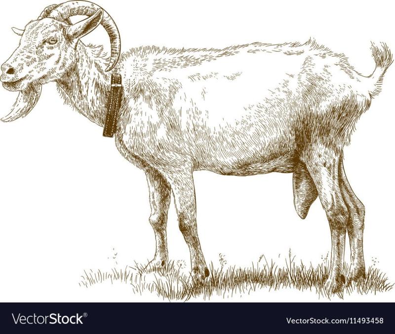Козел гравюра