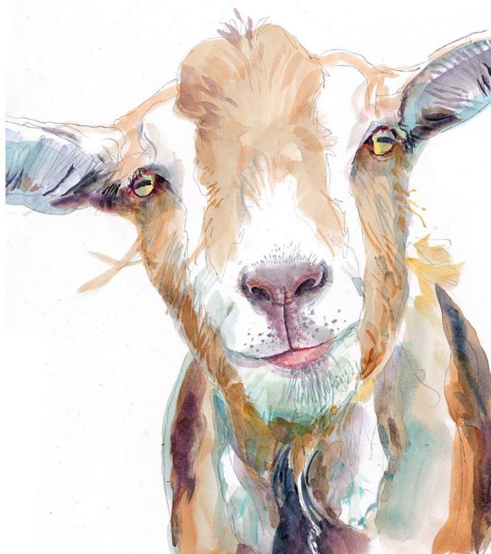 Корова акварелью