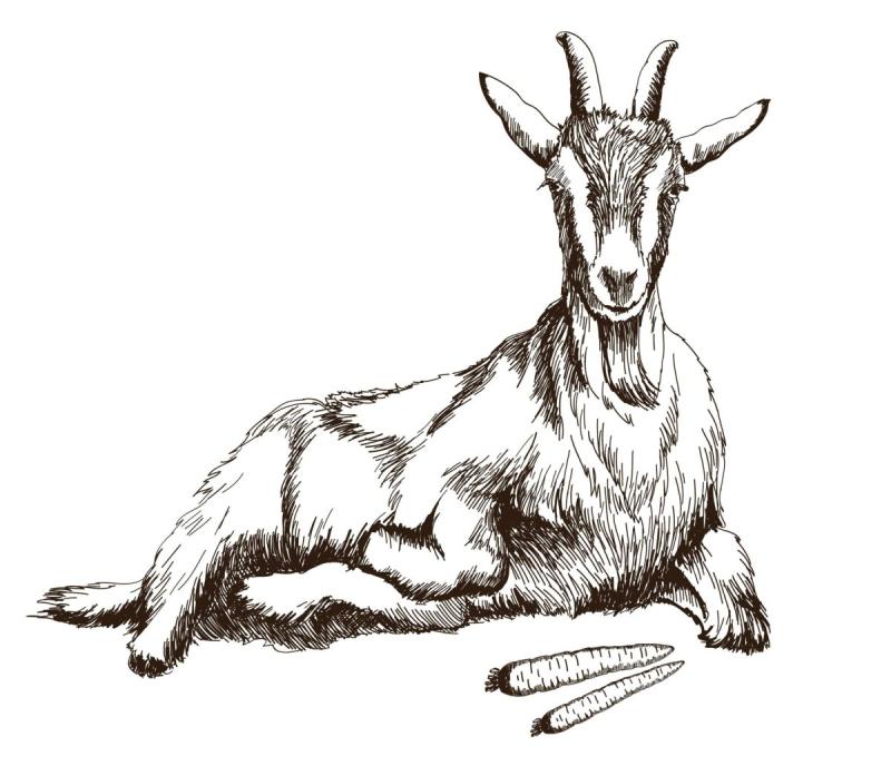 Коза на привязи Наброски
